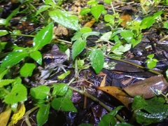 Limnonectes macrodon