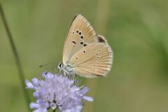 Polyommatus humedasae