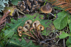 Macrocystidia cucumis latifolia