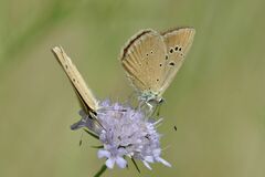 Polyommatus humedasae