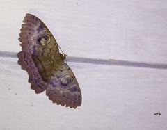 Erebus walkeri