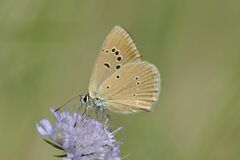 Polyommatus humedasae