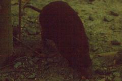 Hypsiprymnodon moschatus