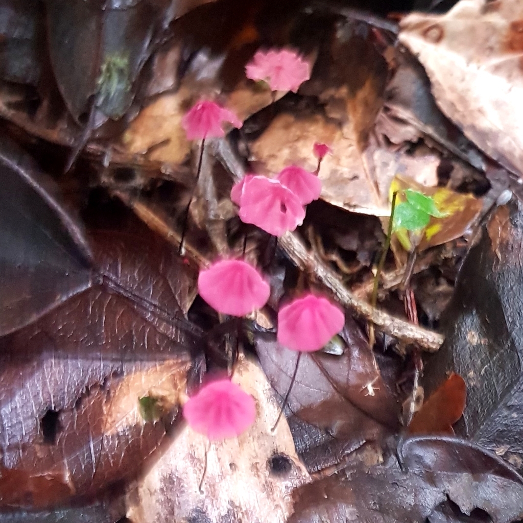 Marasmius haematocephalus · December 2022 · photo: © criadamata (iNaturalist, cc-by)