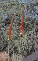 Aloe gariepensis