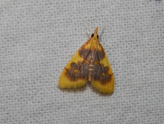 Sameodesma xanthocraspia