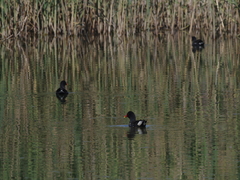 Gallinula chloropus meridionalis