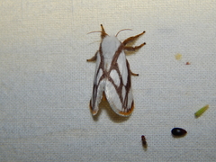 Parapluda invitabilis