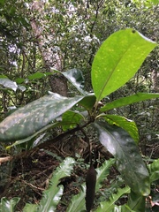 Atractocarpus bracteatus