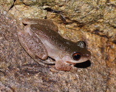 Pelodryadidae