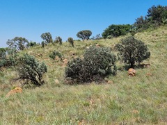 Protea caffra caffra