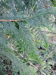 Thuja plicata