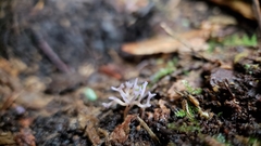 Ramariopsis pulchella