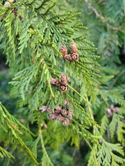 Thuja plicata