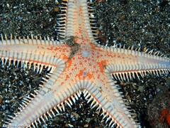 Astropecten aranciacus