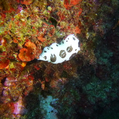 Peltodoris atromaculata