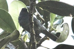 Diglossa caerulescens