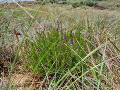 Polygala uncinata