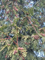Thuja plicata