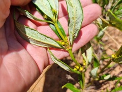 Fadogia homblei