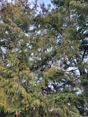 Thuja plicata