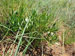 Fadogia homblei