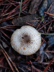 Lepiota griseovirens