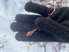 Dasineura serrulatae