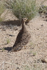 Pterocles namaqua