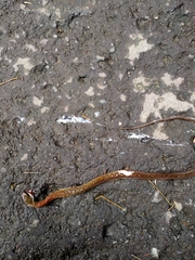 Rhabdophis subminiatus