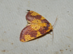 Copifrontia xantherythra