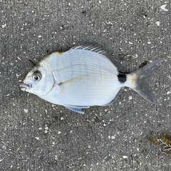 Diplodus holbrookii