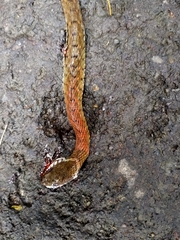 Rhabdophis subminiatus