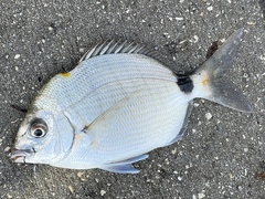 Diplodus holbrookii