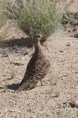 Pterocles namaqua