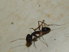 Camponotus etiolipes