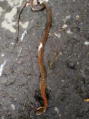 Rhabdophis subminiatus