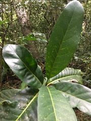Atractocarpus bracteatus