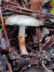 Lepiota griseovirens
