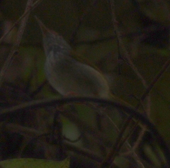 Orthotomus atrogularis