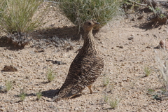 Pterocles namaqua