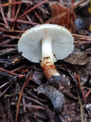 Lepiota griseovirens