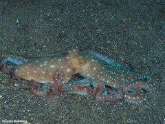 Callistoctopus macropus