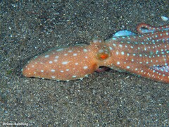 Callistoctopus macropus