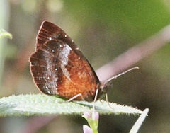 Lymanopoda obsoleta