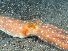 Callistoctopus macropus