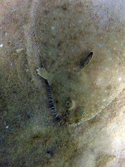 Solea senegalensis
