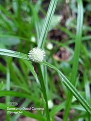Cyperus mindorensis