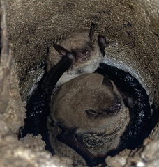 Myotis velifer