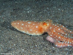 Callistoctopus macropus
